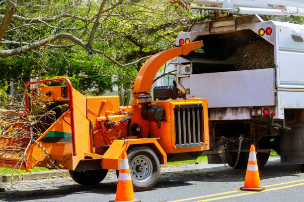 Estill, SC Tree Services Company